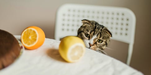 Cat sitting on chair looking sadly at an orange and a lemon on a table
