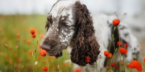 A springer spaniel sniffing poppies.