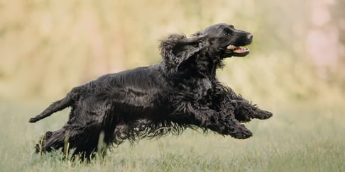 A black Cocker Spaniel running through grass.