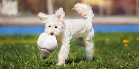 A white labradoodle holding a ball.