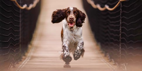 A springer spaniel running across a bridge.