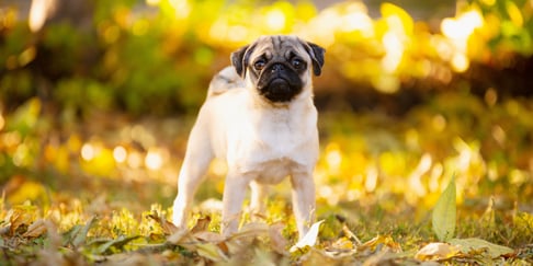 Pug standing on leaves with sun shining