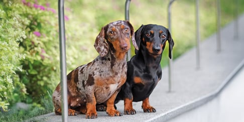 Two dachshunds standing on a wall.