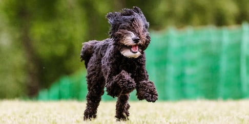 A black Labradoodle leaping through the air.