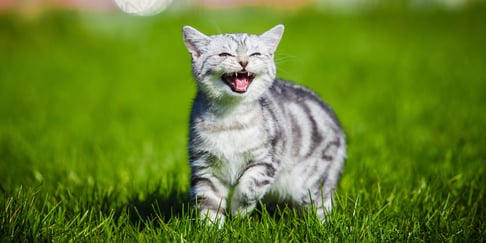 Grey tabby cat walking on grass meowing