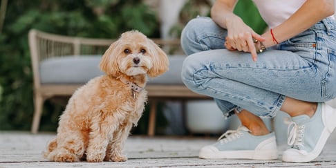 A maltipoo sitting outdoors.