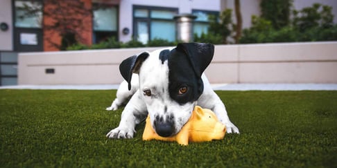 Puppy playing with pig chew teething toy