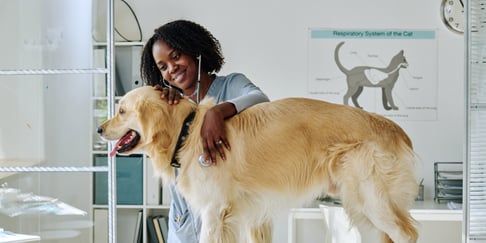A vet looking over a golden retriever.