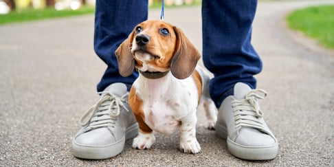 A Mini Dachshund standing between its owners l