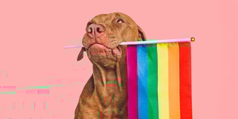 A dog holding a pride flag in his mouth.