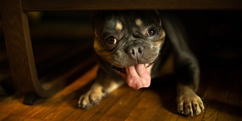 A French Bulldog hiding under a chair panting.