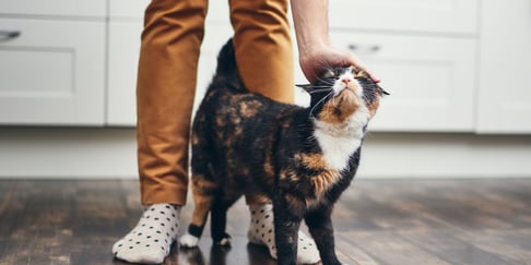 A cat being praised