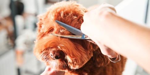 A Labradoodle having his hair cut.