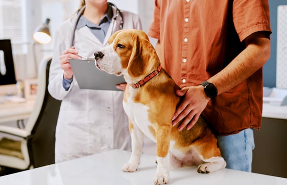 A yellow labrador at the vets getting a medical examination