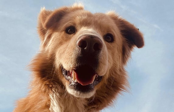 A dog looking down at the camera