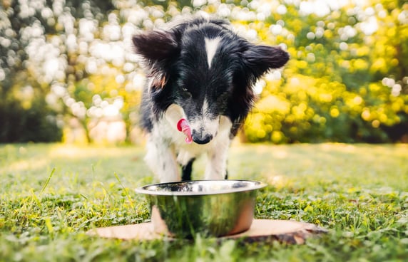Kibble being scooped from a huge bag of kibble.