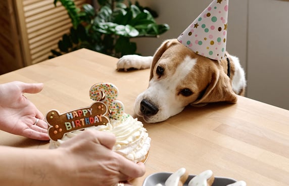 A dog wearing a party hat leaning across a table to get his birthday cake.