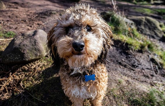 A shaggy cockapoo sitting on top of some mossy rocks