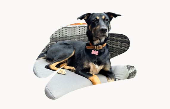 Mabel, a black and brown dog