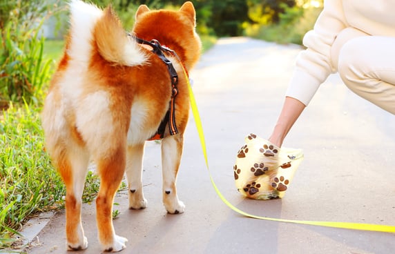 A dog owner picking up poop in a field, a dog is sniffing in the background