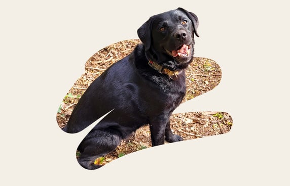 Ludo, a chubby black lab with a nice smile.