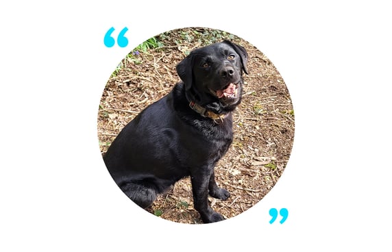 Ludo, a chubby black lab with a nice smile.