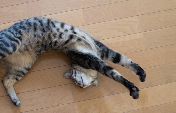 A flexible cat stretched out on wooden flooring.