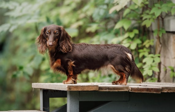 Brown Dachshund standing on a picnic table outside