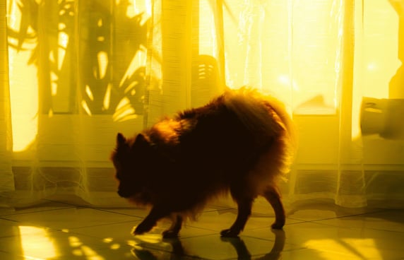 A dark pomeranian in front of yellow light