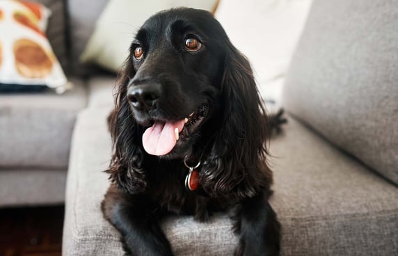 A black Cocker Spaniel sitting on a grey sofa with its tongue out.