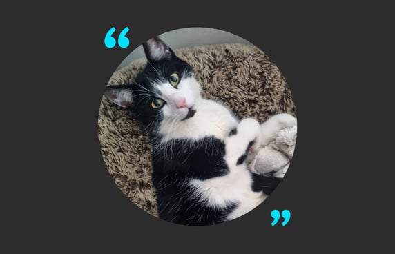 Tommy a black and white cat with gorgeous green eyes. 
