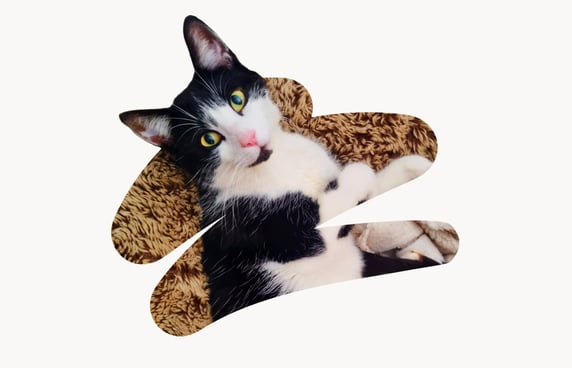 Tommy a black and white cat with gorgeous green eyes. 