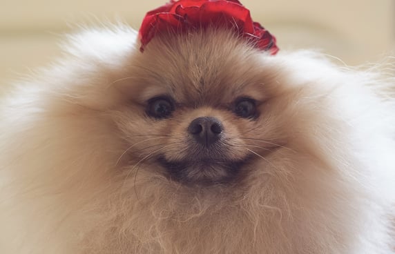 A pom with a close up to the camera and a red flower on its head