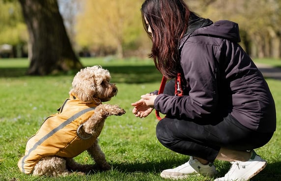 A young cockapoo holding it's paw up to it's owner