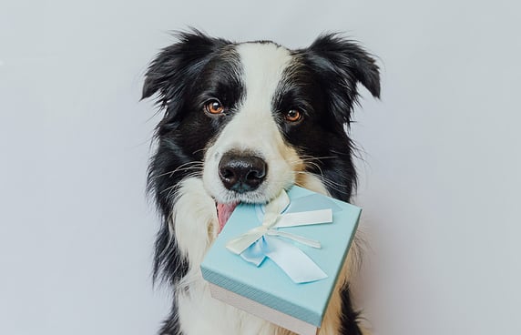 A dog holding a present in its mouth