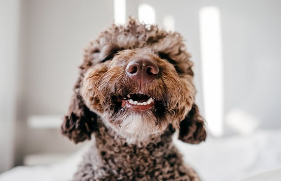 A small dog showing its teeth happily.