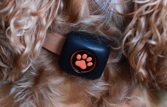 Close up of a PitPat Activity Monitor on a dog's collar