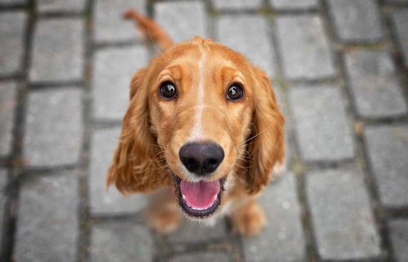 A red Cocker Spaniel looking up at the camera with a big grin.
