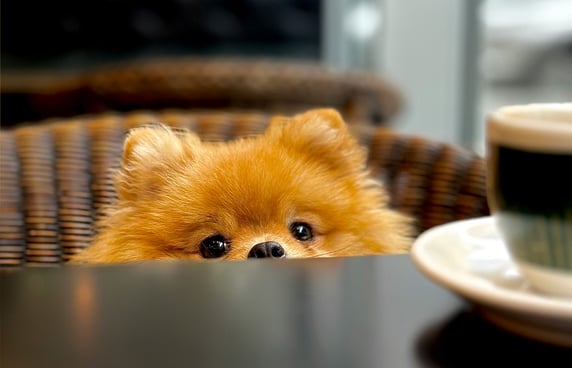 A pom looking over the top of the table 