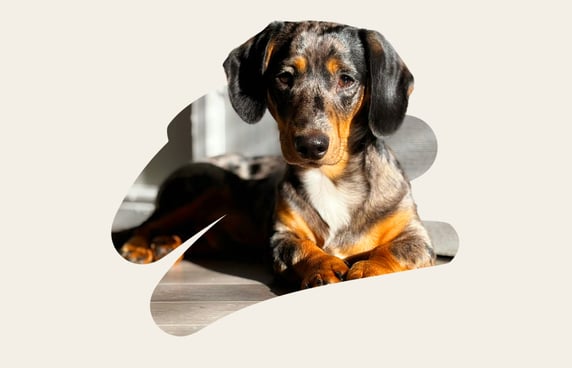 Ernie a black and brown velvety soft Dachshund puppy 