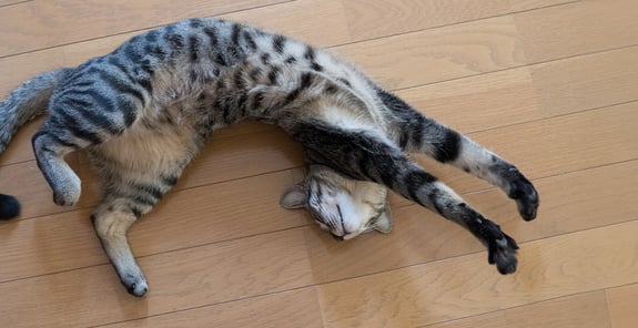 A flexible cat stretched out on wooden flooring.