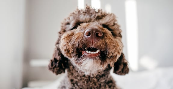 A small dog showing its teeth happily.