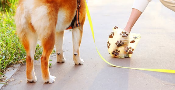 A dog owner picking up poop in a field, a dog is sniffing in the background