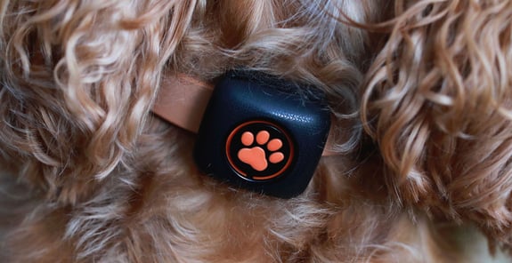 Close up of a PitPat Activity Monitor on a dog's collar