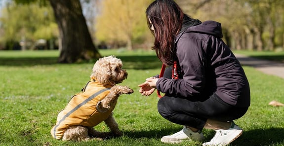 A young cockapoo holding it's paw up to it's owner