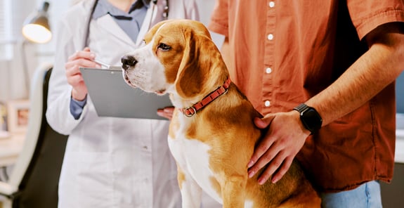 A yellow labrador at the vets getting a medical examination