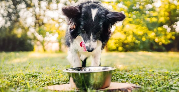 Kibble being scooped from a huge bag of kibble.