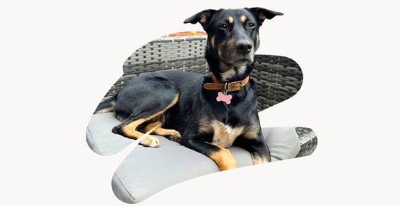 Mabel, a black and brown dog