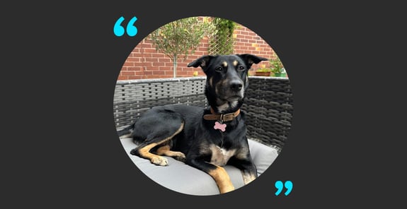 Mabel, a black and brown dog