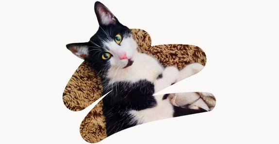 Tommy a black and white cat with gorgeous green eyes. 